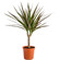 Dracaena plant in a pot